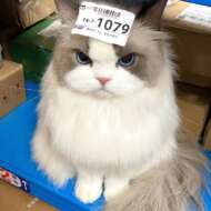 黄成静